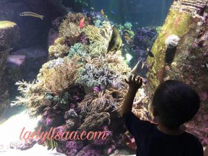 underwater zoo dubai